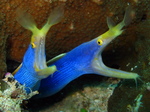 Two Ribbon eels 